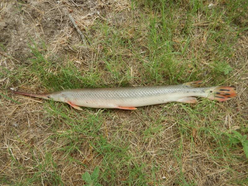 Longnose gar in Gorman