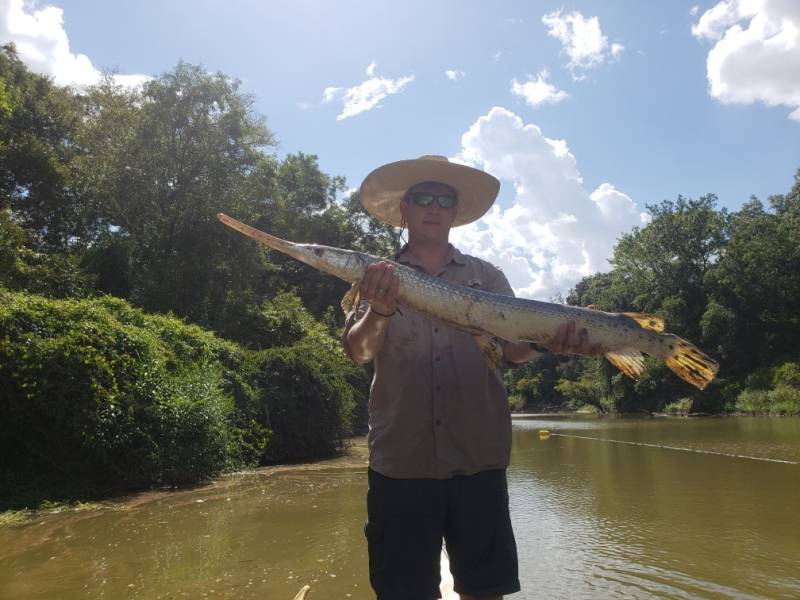 Longnose gar in Madisonville