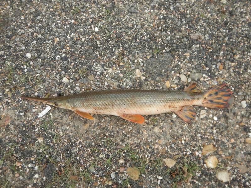 Longnose gar in Matagorda County