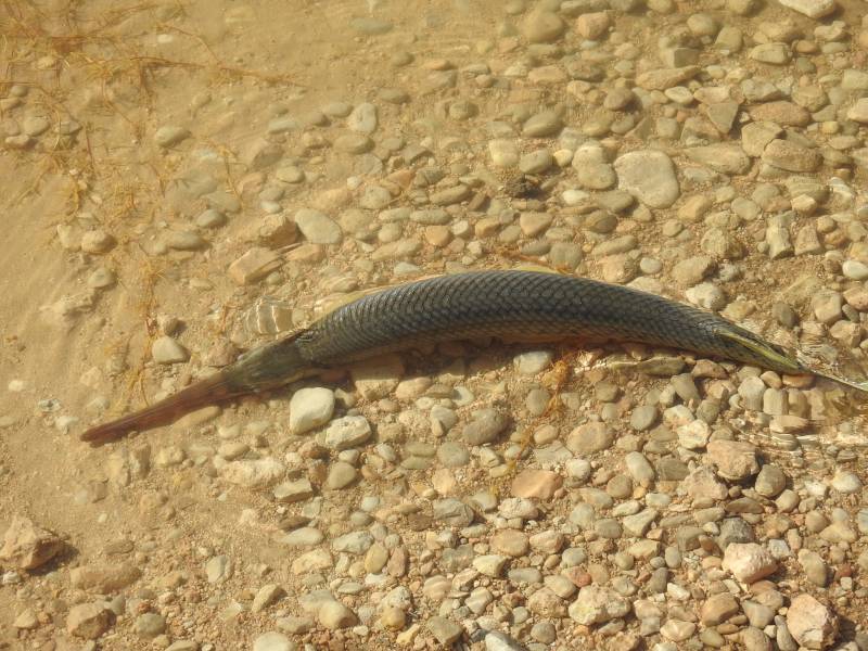 Longnose gar in New Mexico