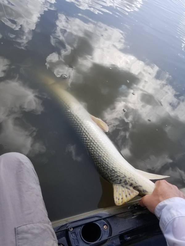 Longnose gar in West Orange