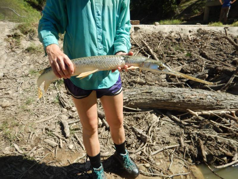 Longnose gar in Blanket
