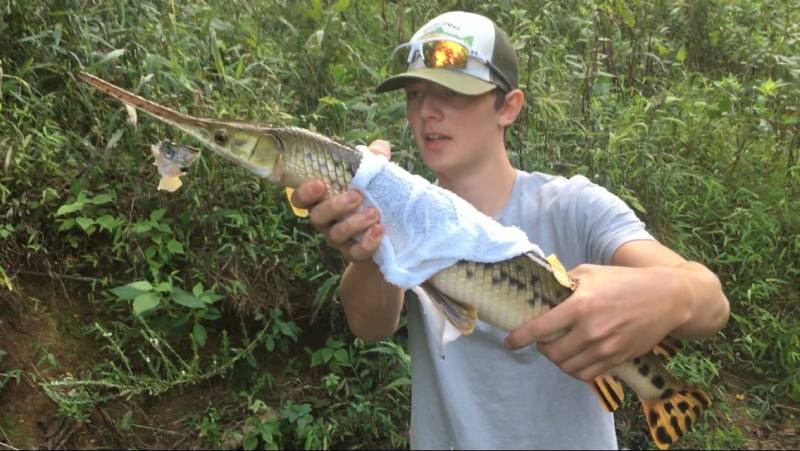 Longnose gar in Franklinville