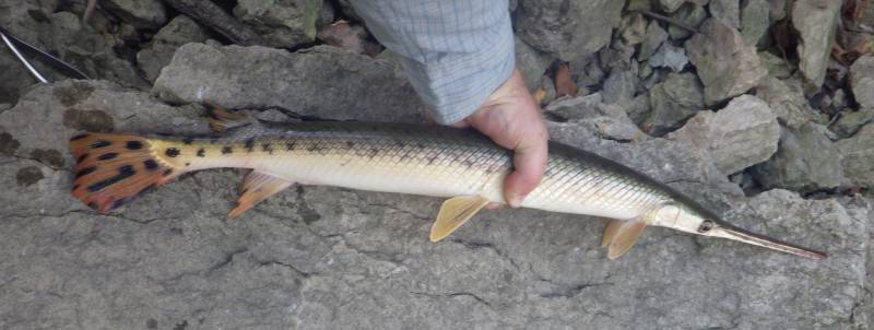 Longnose gar in Illinois