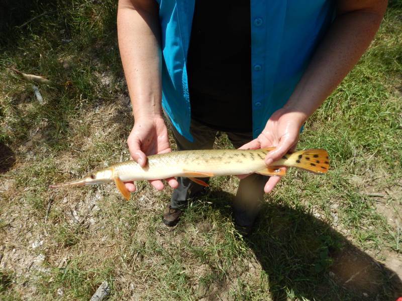 Longnose gar in Pecos River