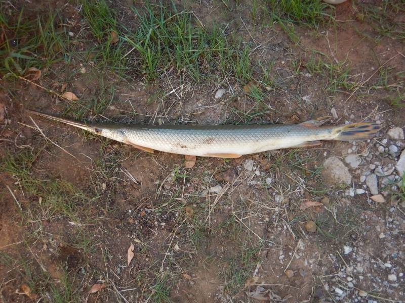 Longnose gar in Colbert