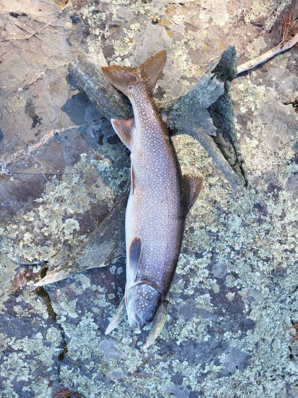 Lake trout in Cook County