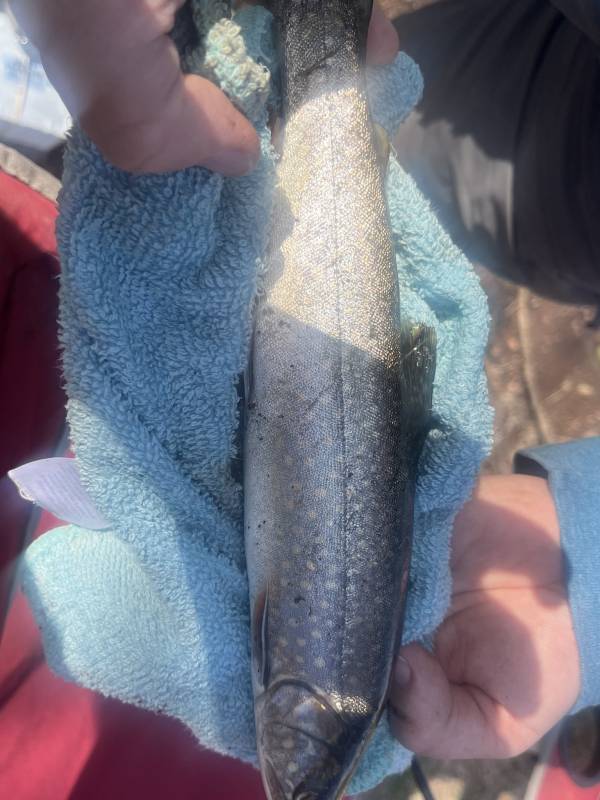 Lake trout in Minnesota