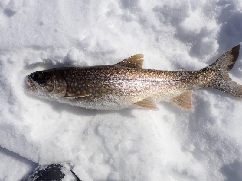 Lake trout in Minnesota
