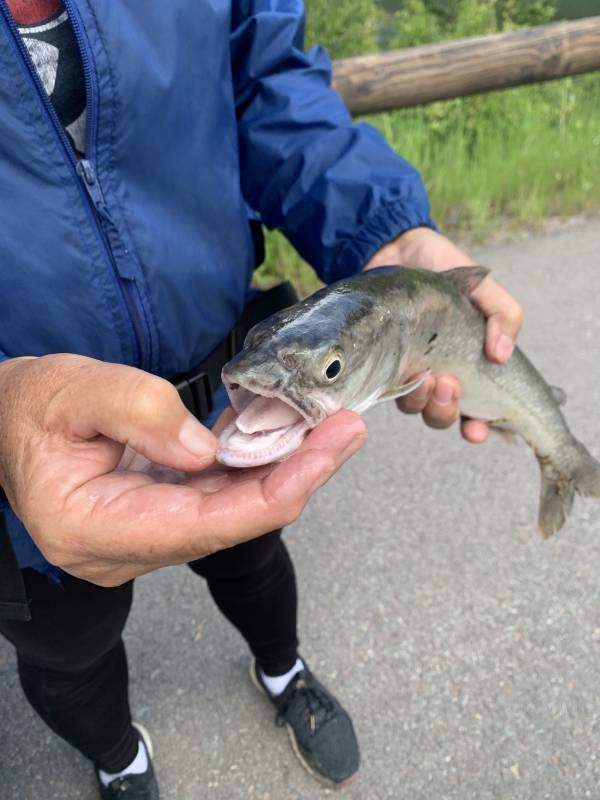 Lake trout in Flathead County