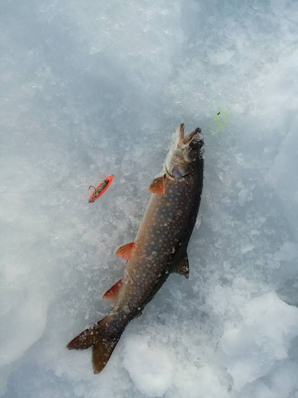 Lake trout in Minnesota