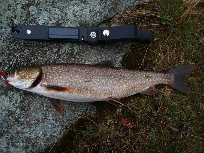 Lake trout in Cook County