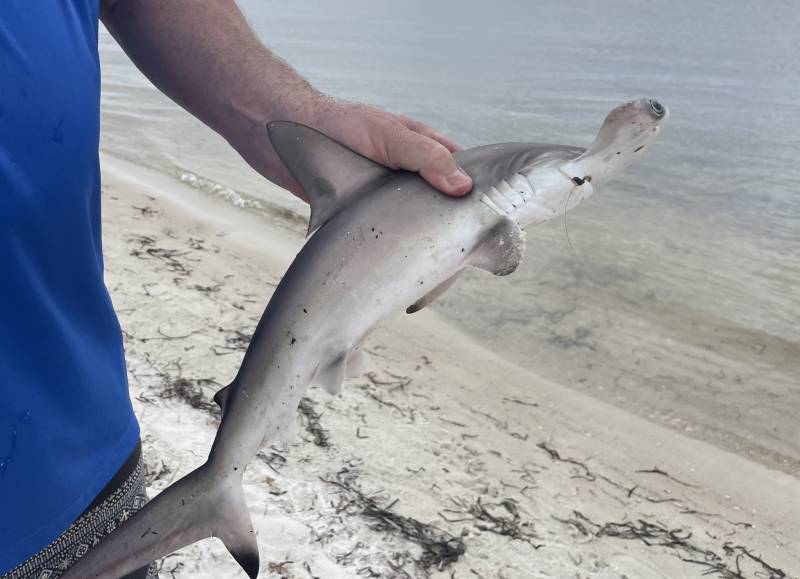 Hammerhead shark in Panama City
