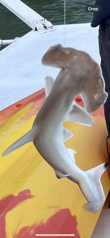 Hammerhead shark in United States