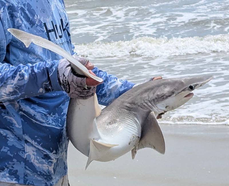 Bonnethead shark in Hilton Head Island