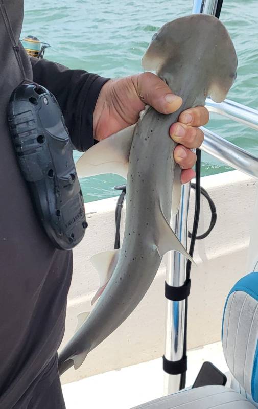Bonnethead shark in United States