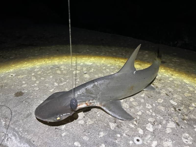 Bonnethead shark in Redington Shores