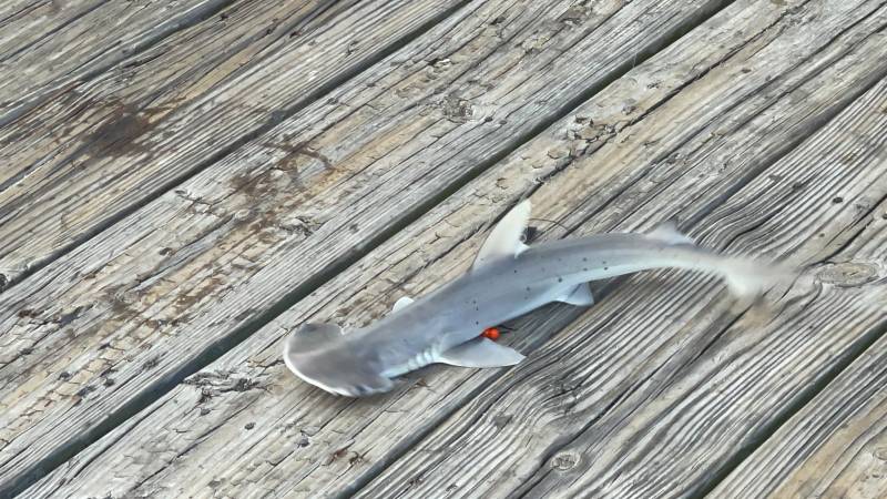 Bonnethead shark in Hilton Head Island