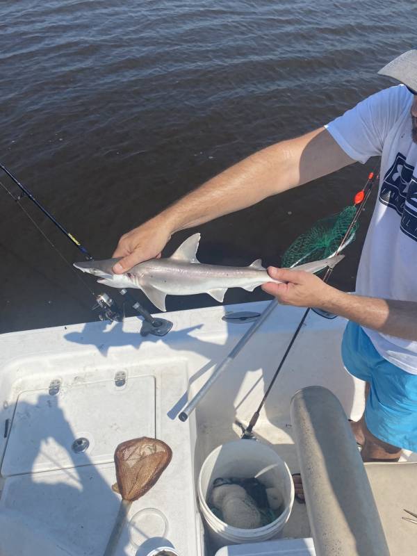 Bonnethead shark in Savannah