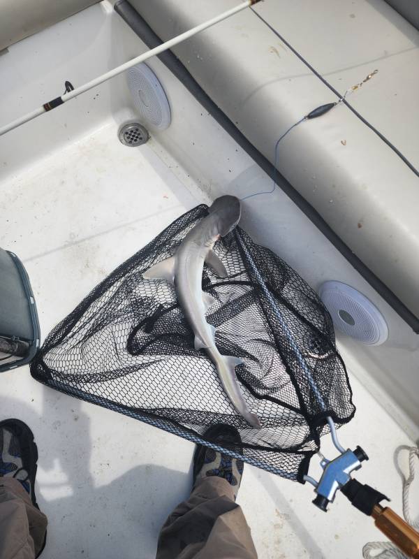 Bonnethead shark in Orange Park