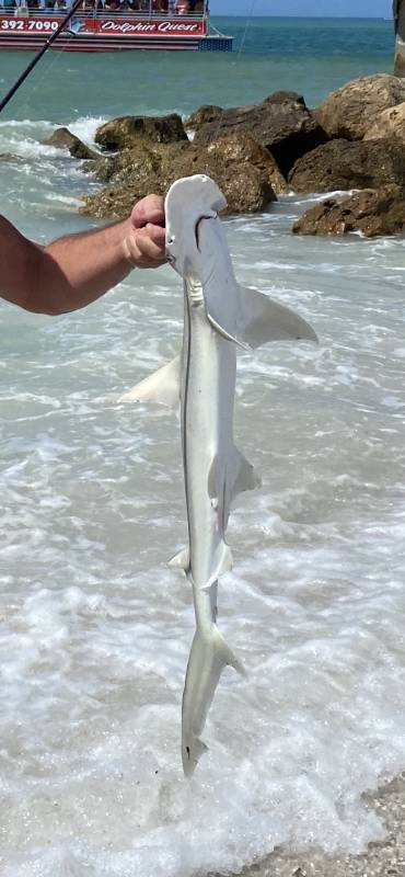 Bonnethead shark in Redington Shores