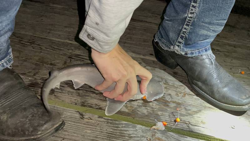 Bonnethead shark in Hilton Head Island