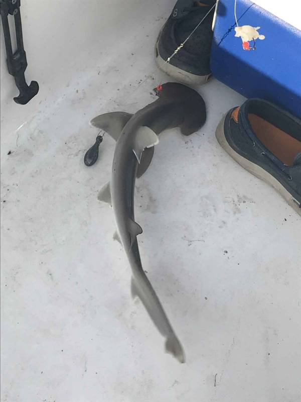 Bonnethead shark in Andrews
