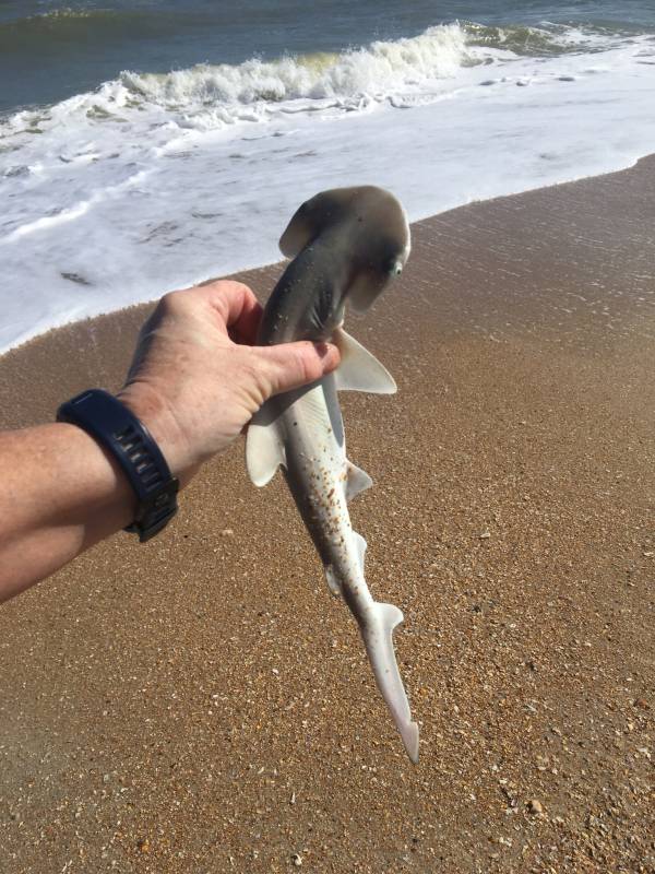 Bonnethead shark in Orange Park