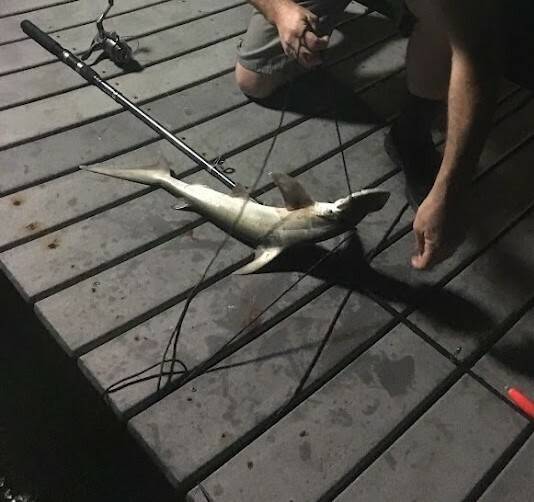 Bonnethead shark in Marathon