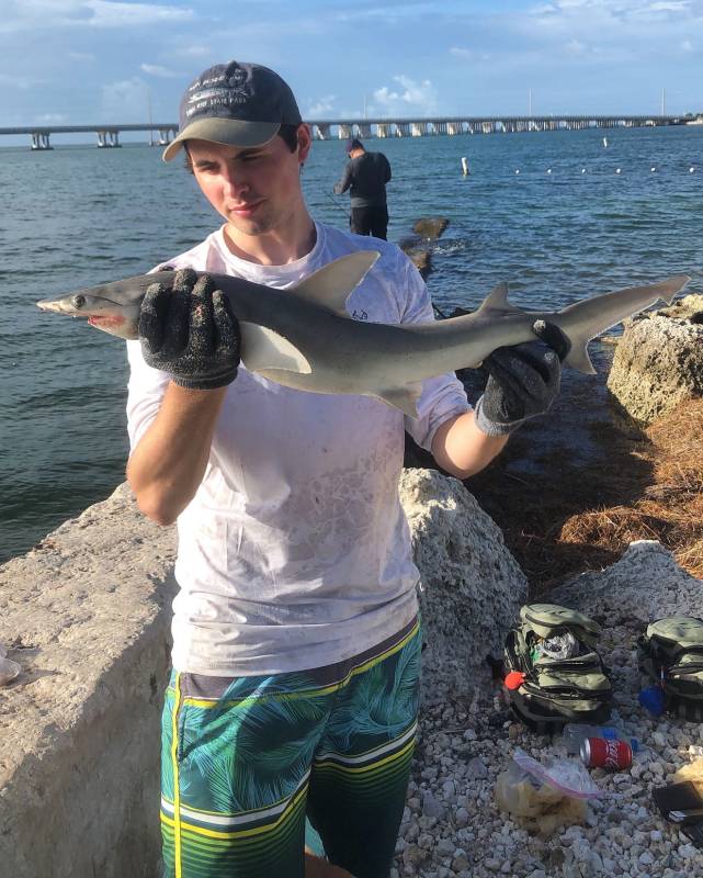 Bonnethead shark in Florida