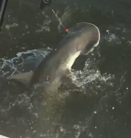 Bonnethead shark in Andrews