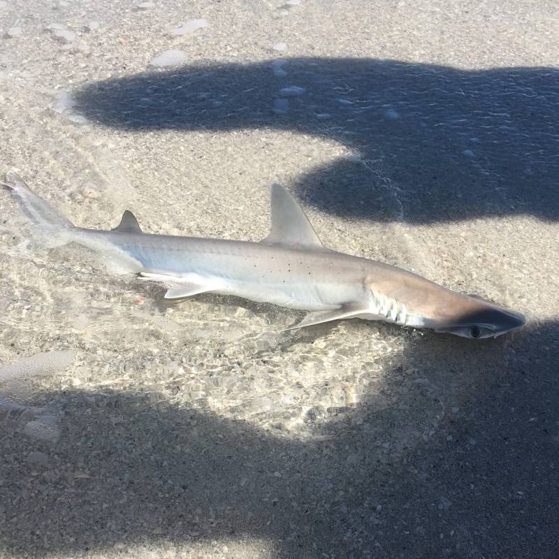Bonnethead shark in Punta Gorda