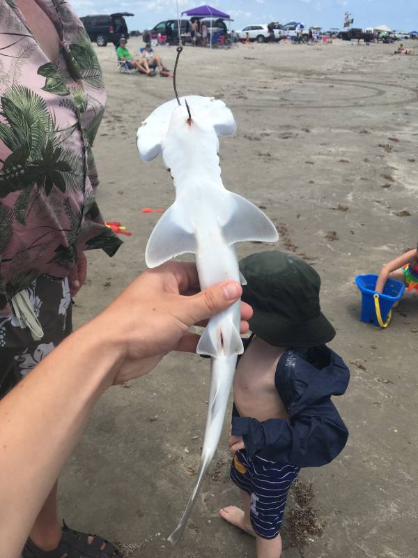 Bonnethead shark in Fulton