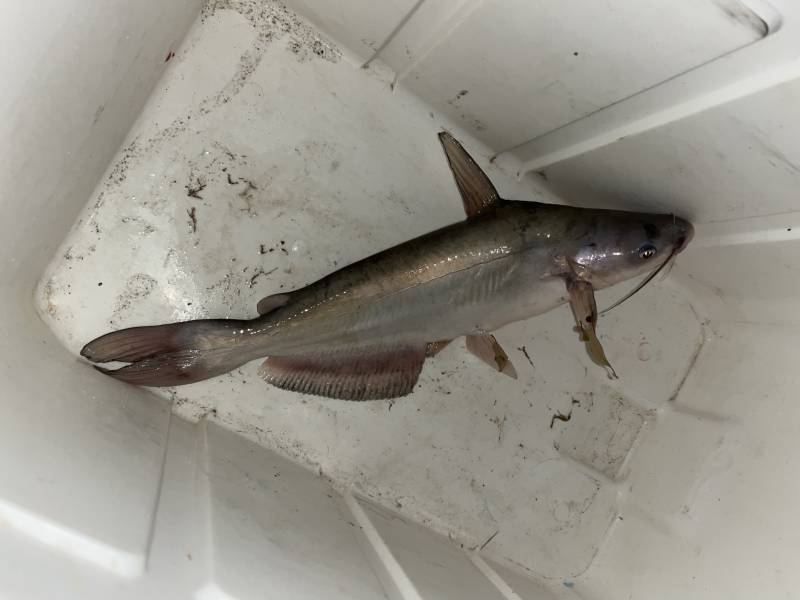 Blue catfish in Hewitt