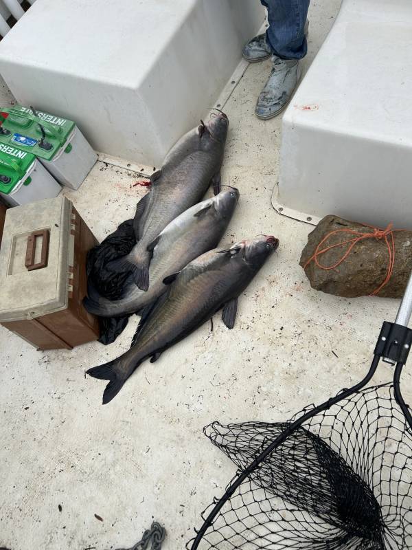 Blue catfish in Malone