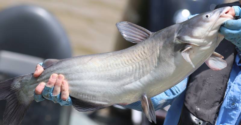 Blue catfish in Conroe