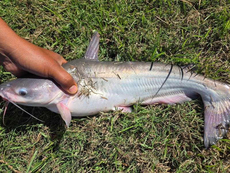 Blue catfish in Kenner