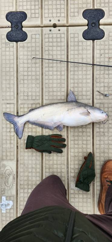 Blue catfish in Webster