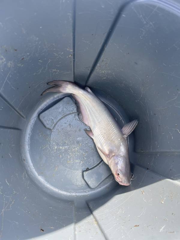 Blue catfish in Dumfries