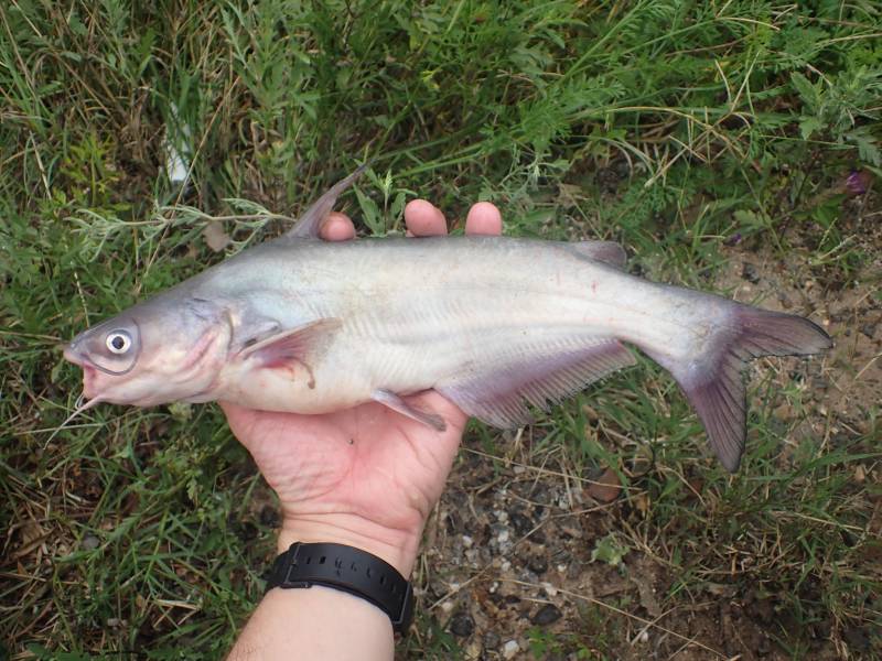 Blue catfish in Conroe