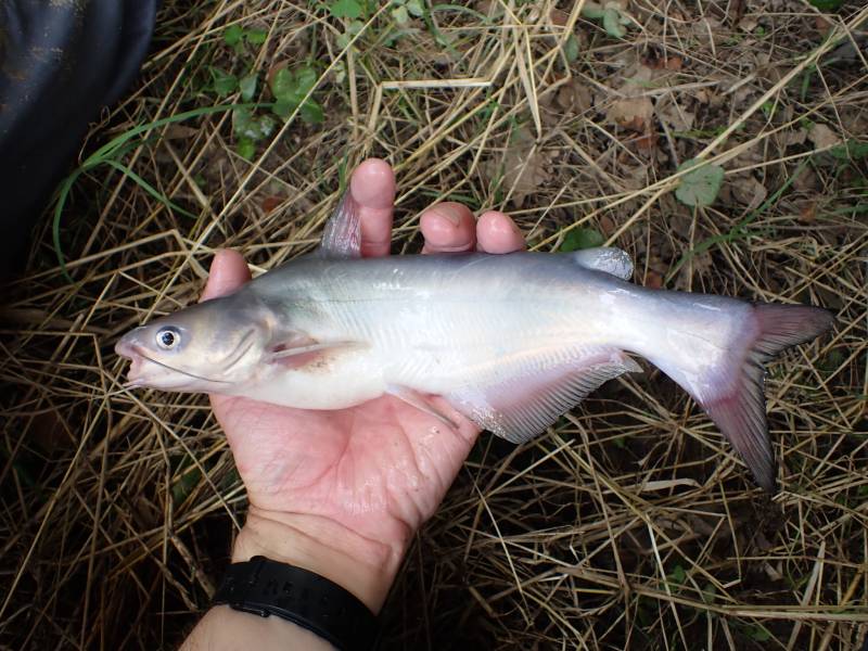 Blue catfish in Conroe