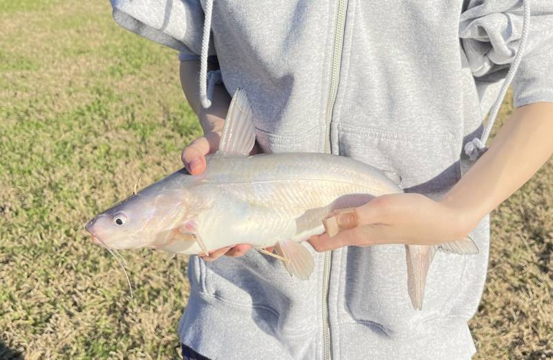 Blue catfish in Conroe