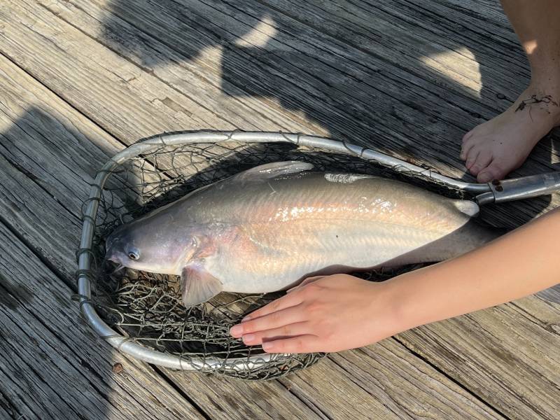 Blue catfish in Laurel