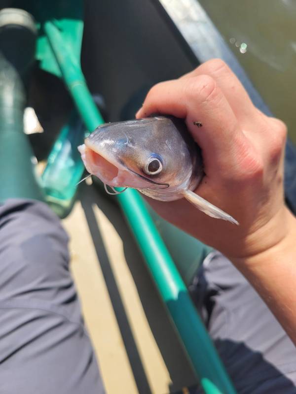 Blue catfish in Silver Spring