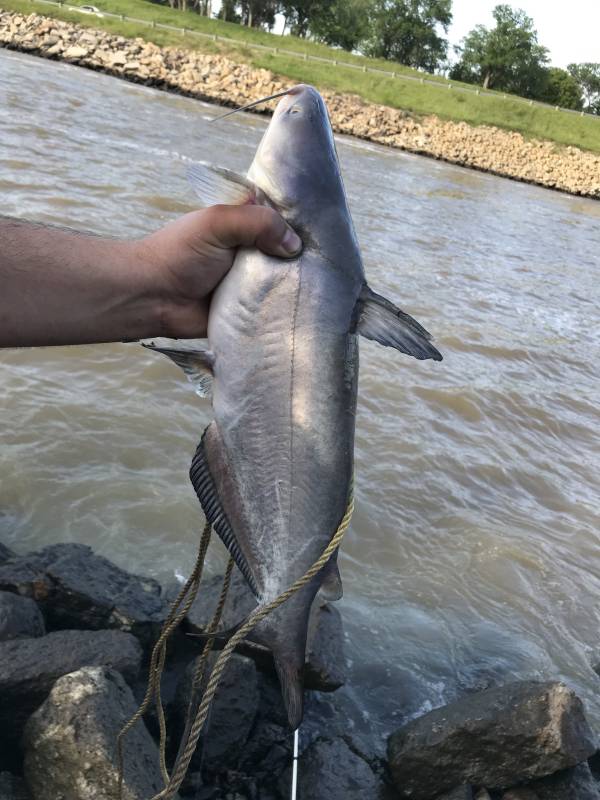 Blue catfish in Kansas