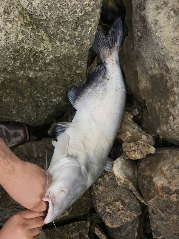 Blue catfish in Kansas