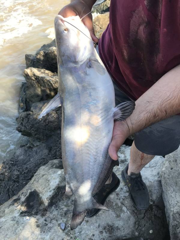 Blue catfish in Kansas