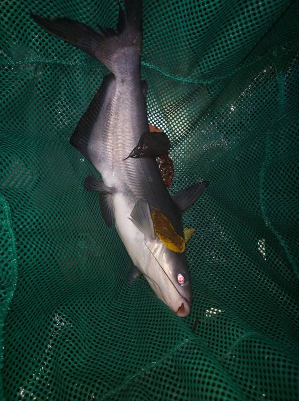 Blue catfish in Laurel