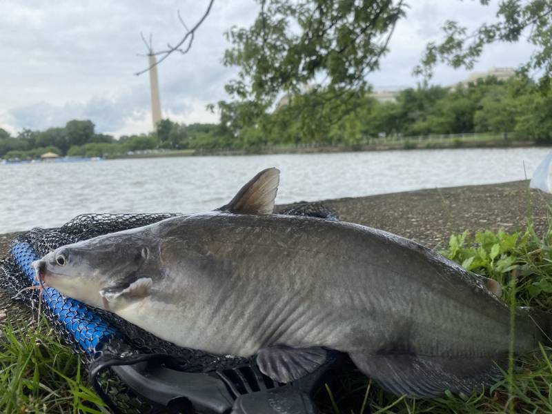 Blue catfish in Mount Rainier