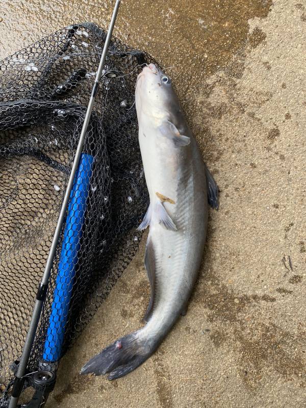 Blue catfish in Mount Rainier
